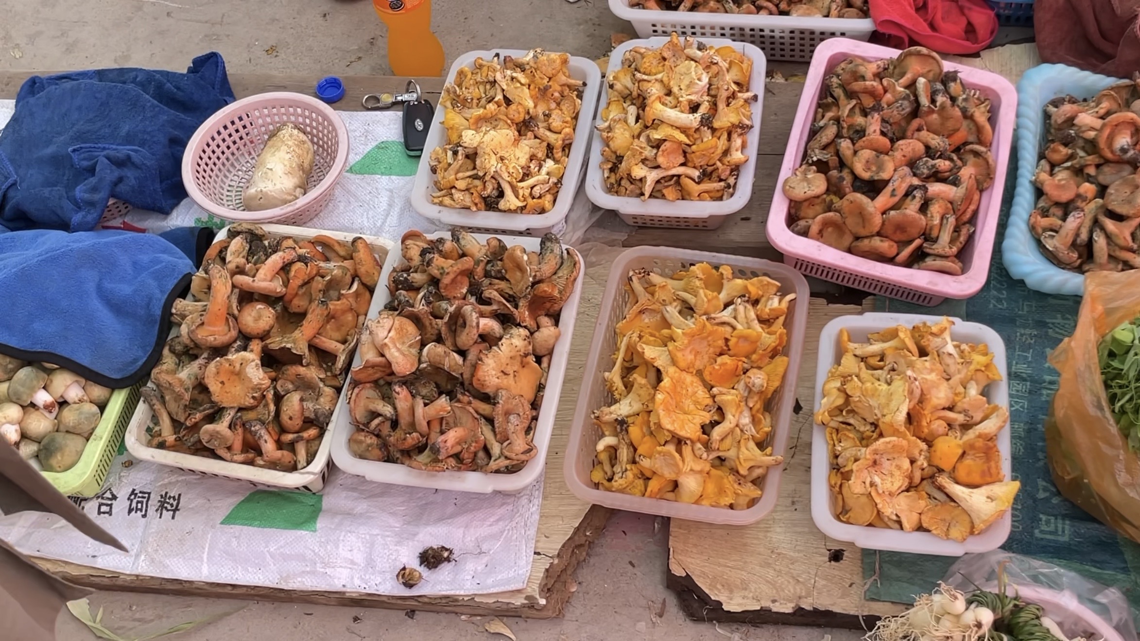 Wild mushrooms market 1