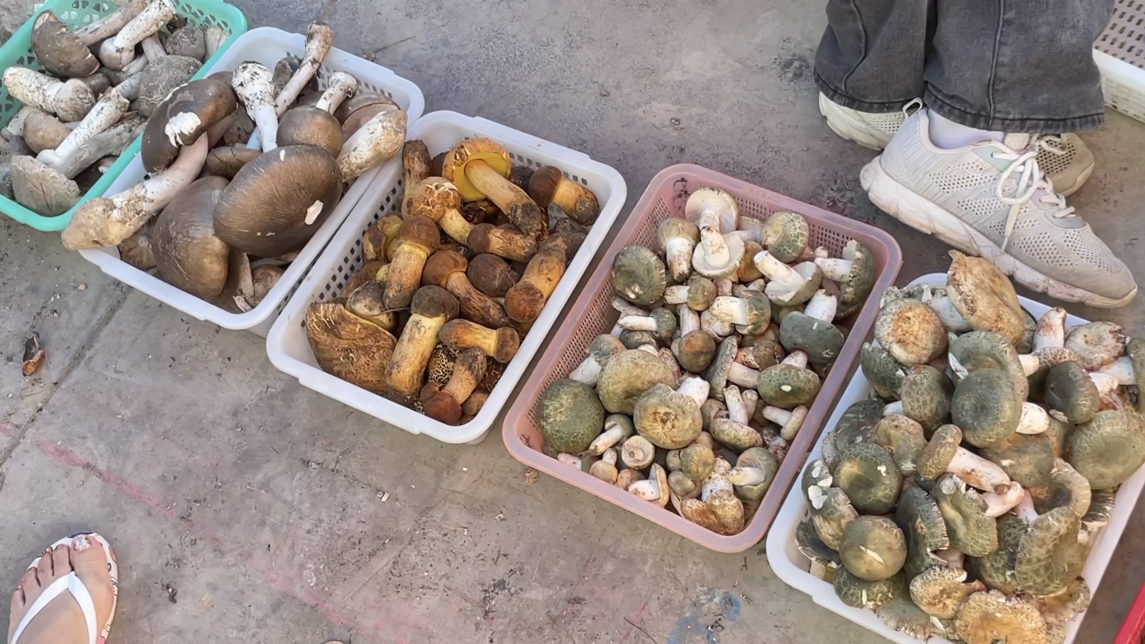 Wild mushrooms market 2