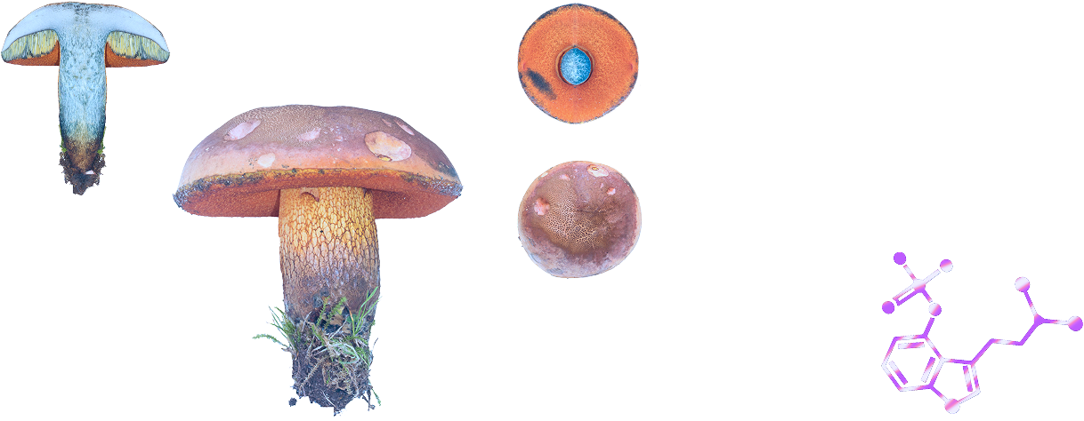 Lurid bolete and chemical structure