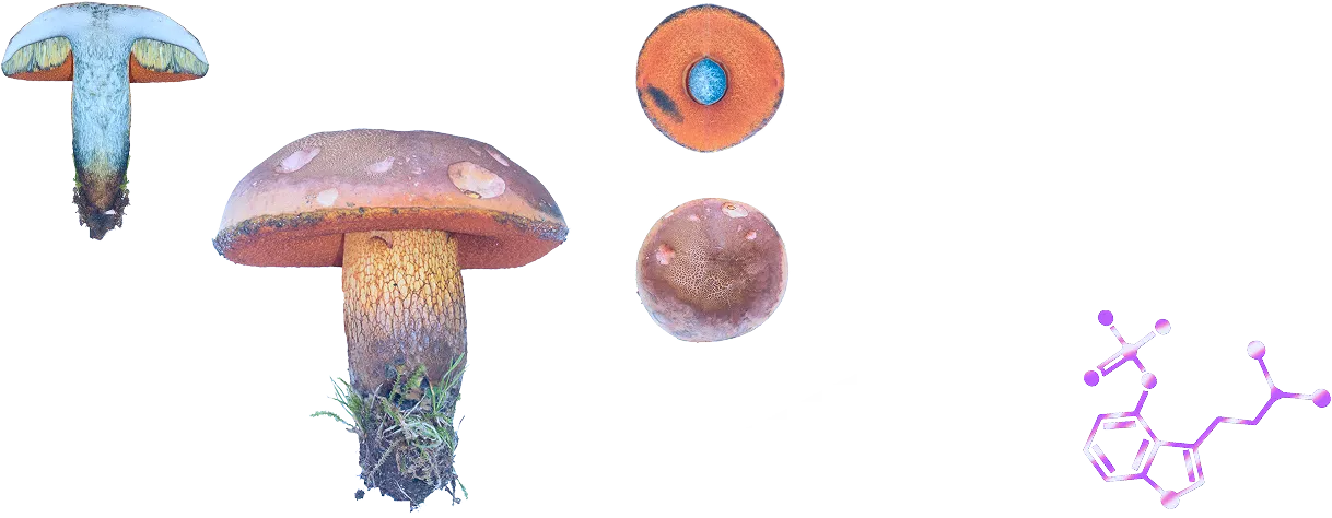 Lurid bolete and chemical structure