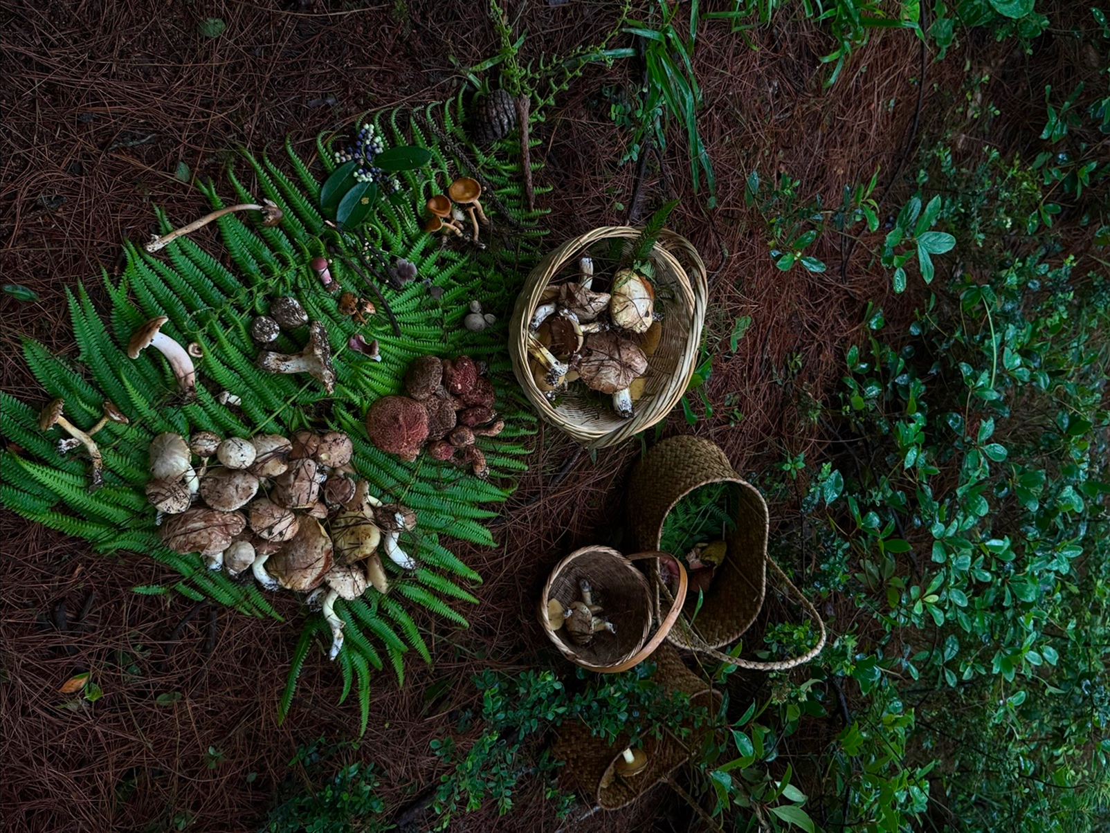 Wild mushroom concept