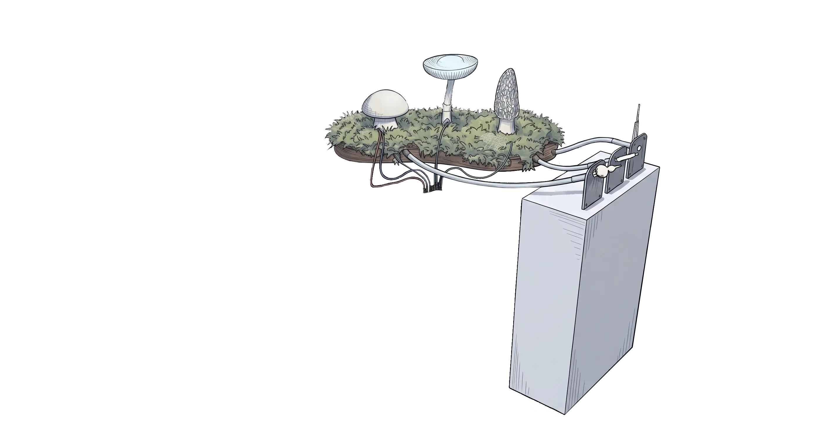 Mushroom 1